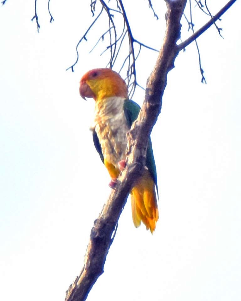 White-bellied Parrot (Yellow-tailed) - ML205693801