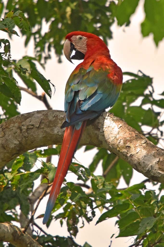 Red-and-green Macaw - Tini & Jacob Wijpkema