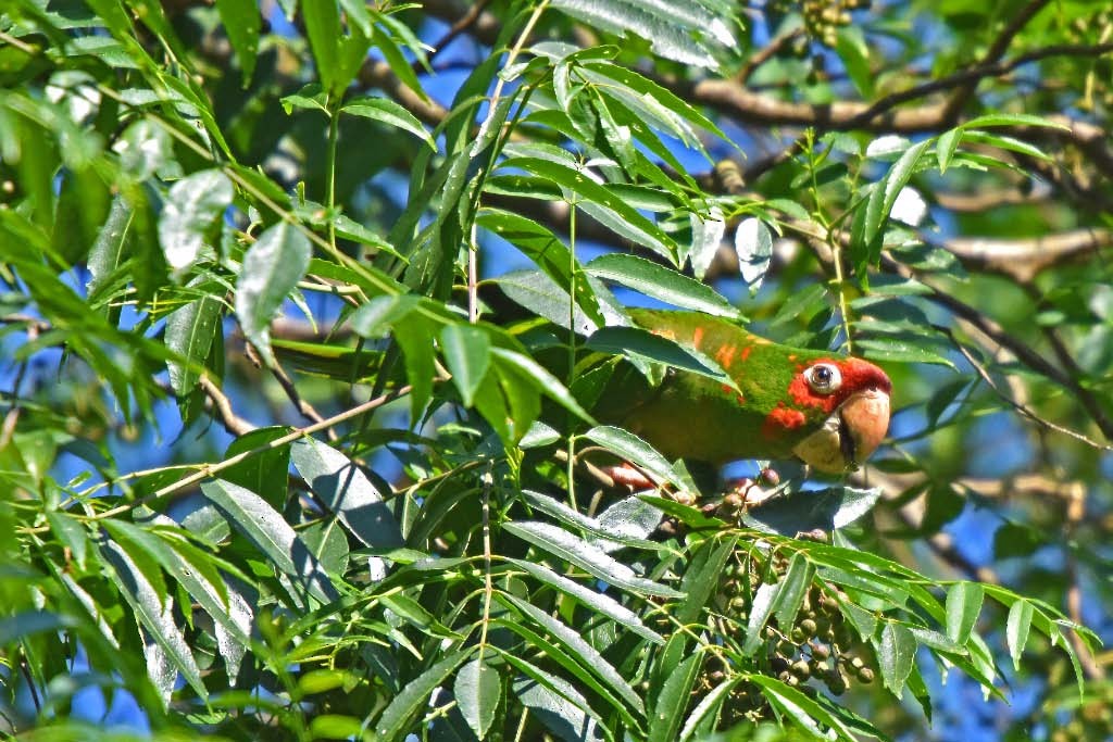 Aratinga Mitrada (grupo mitratus) - ML205694081