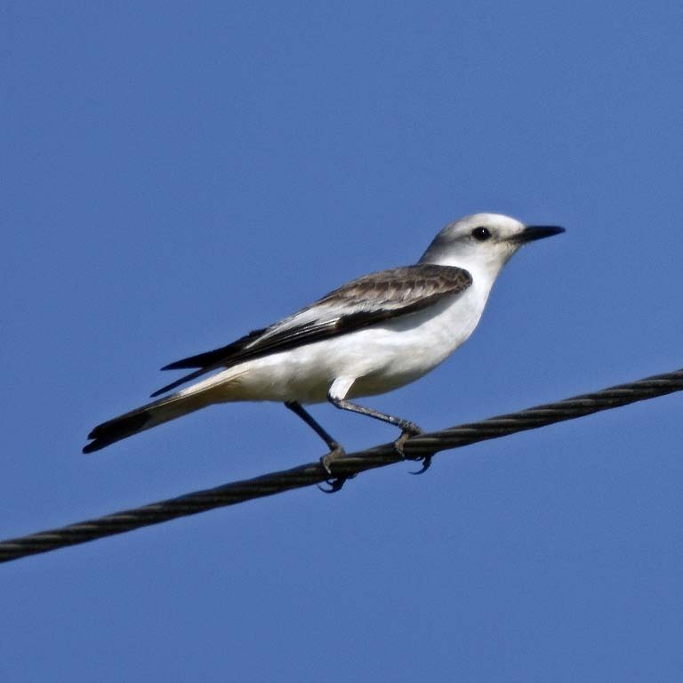 White-rumped Monjita - Tini & Jacob Wijpkema