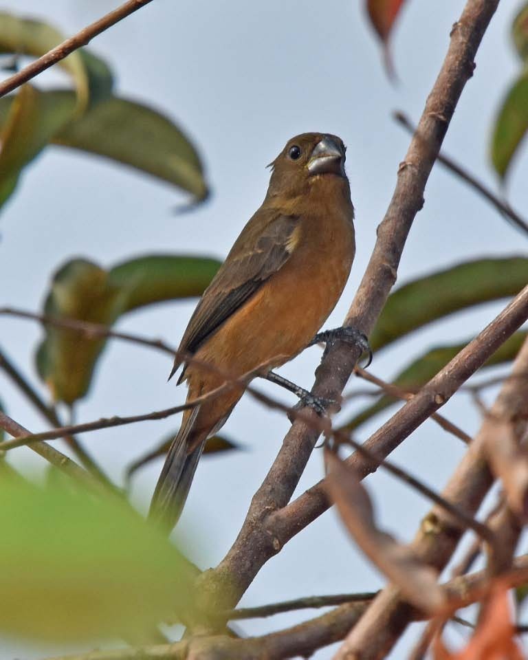 Chestnut-bellied Seed-Finch - Tini & Jacob Wijpkema