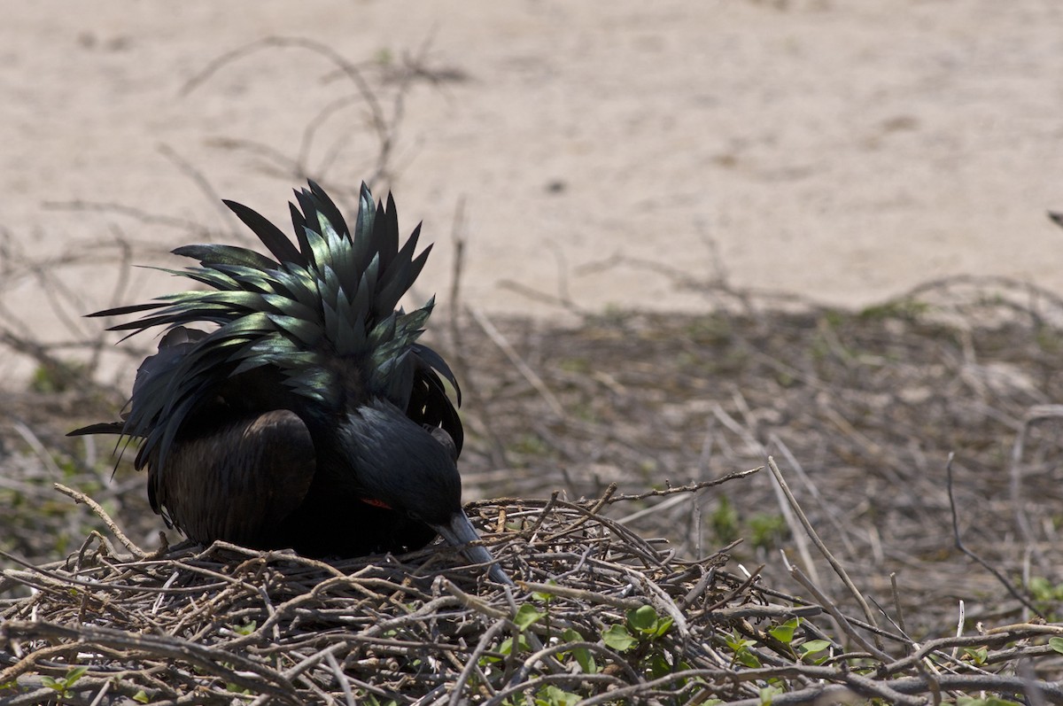 Great Frigatebird - ML205694421