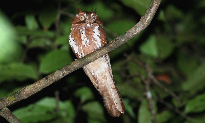 Starry Owlet-nightjar - ML205694521