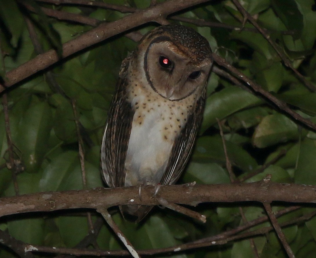 Seram Masked-Owl - Ashley Banwell