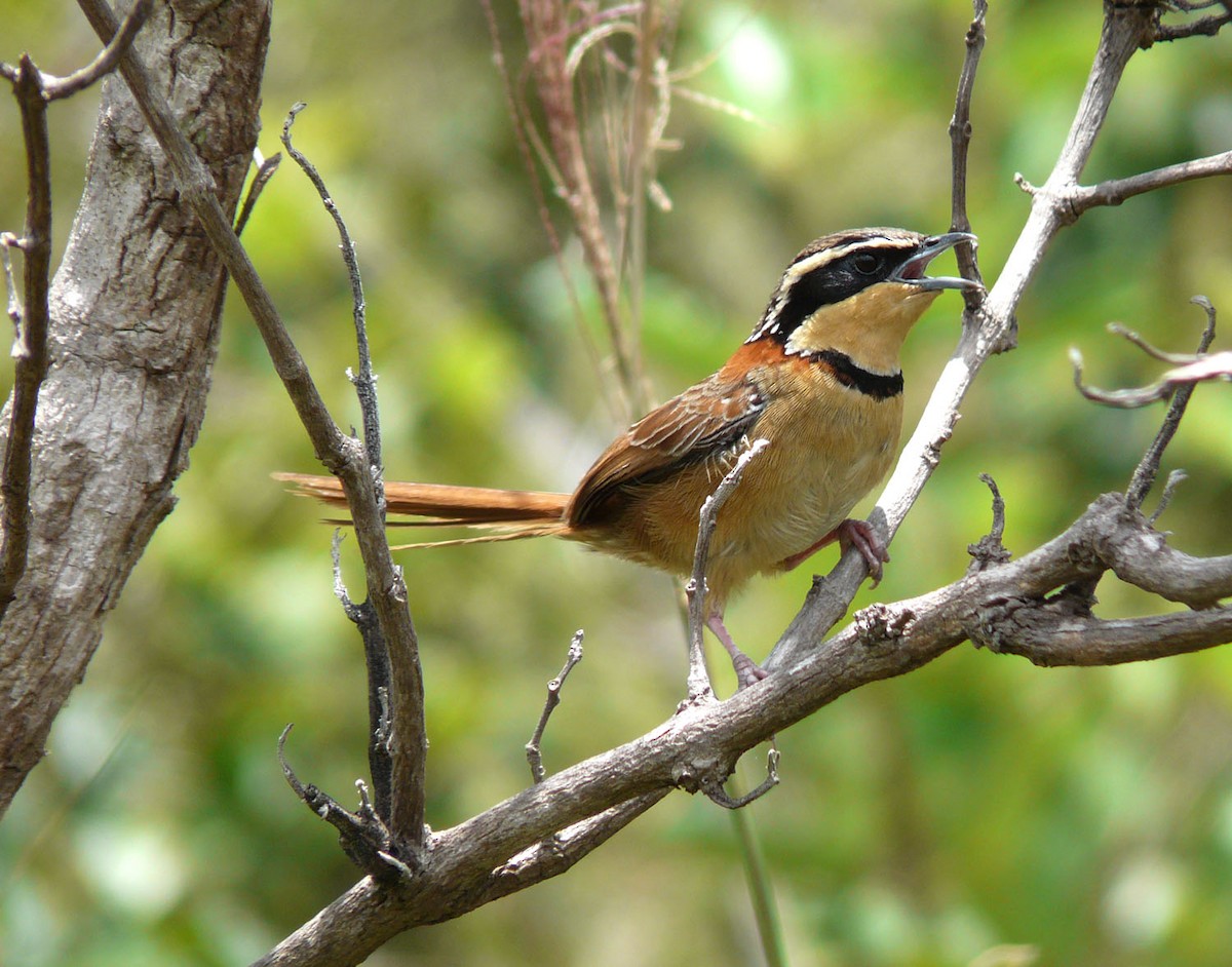 Collared Crescentchest - ML205694651