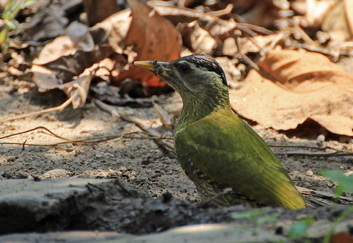 Streak-throated Woodpecker - ML205694731