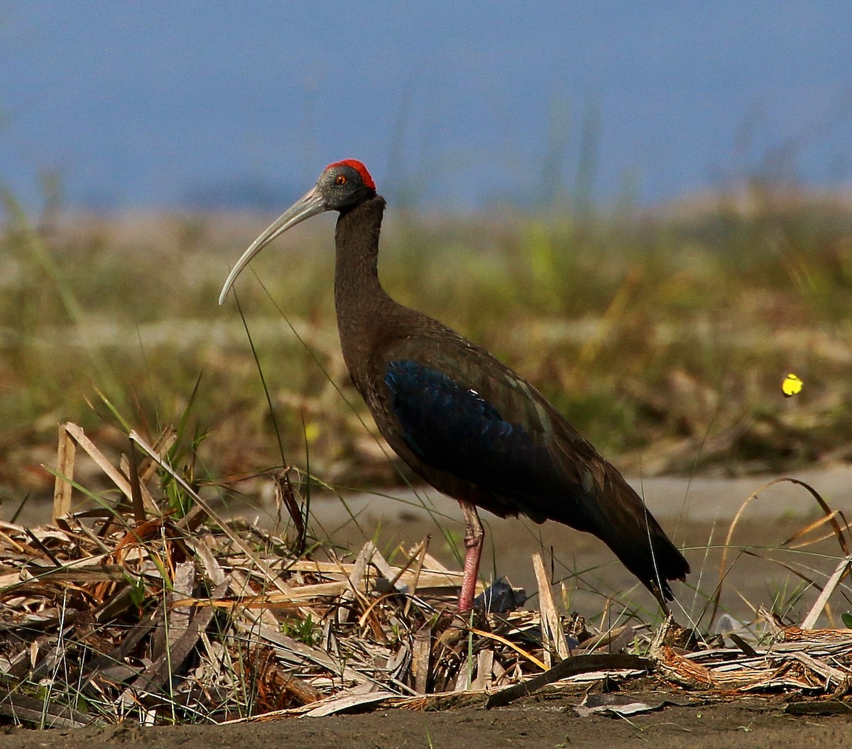 Red-naped Ibis - Subhajit Chaudhuri