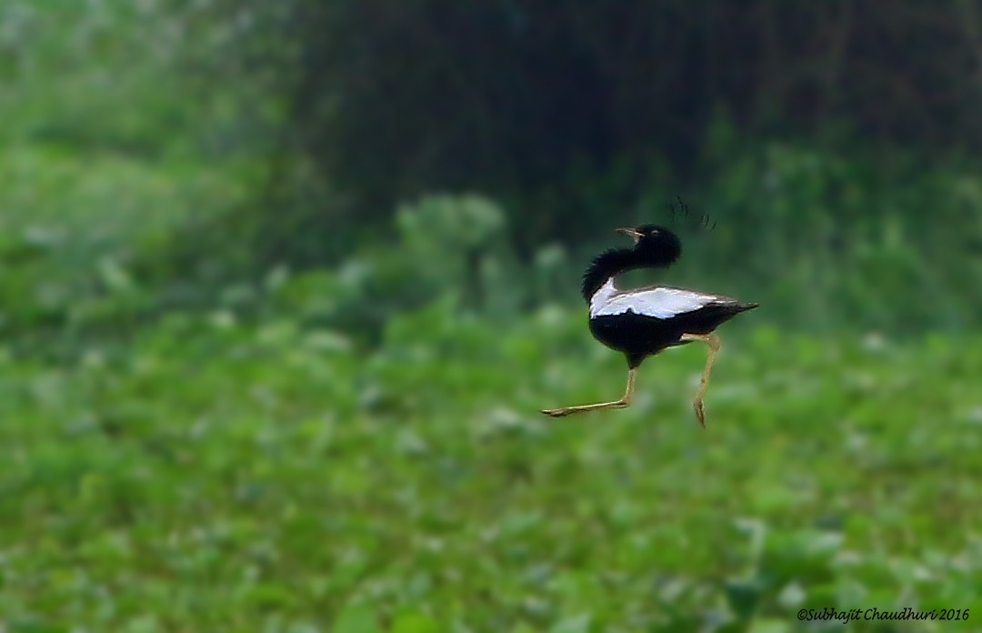 Lesser Florican - ML205694891