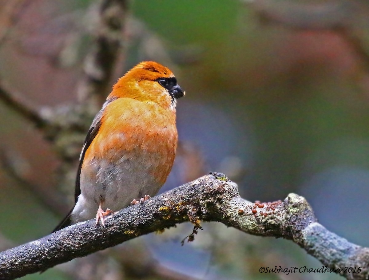 Red-headed Bullfinch - ML205694911