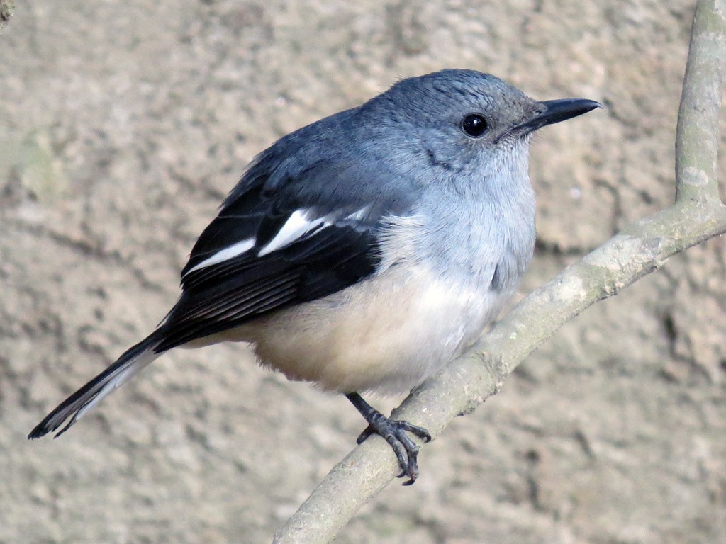 Oriental Magpie-Robin - NIKHIL ADHIKARY