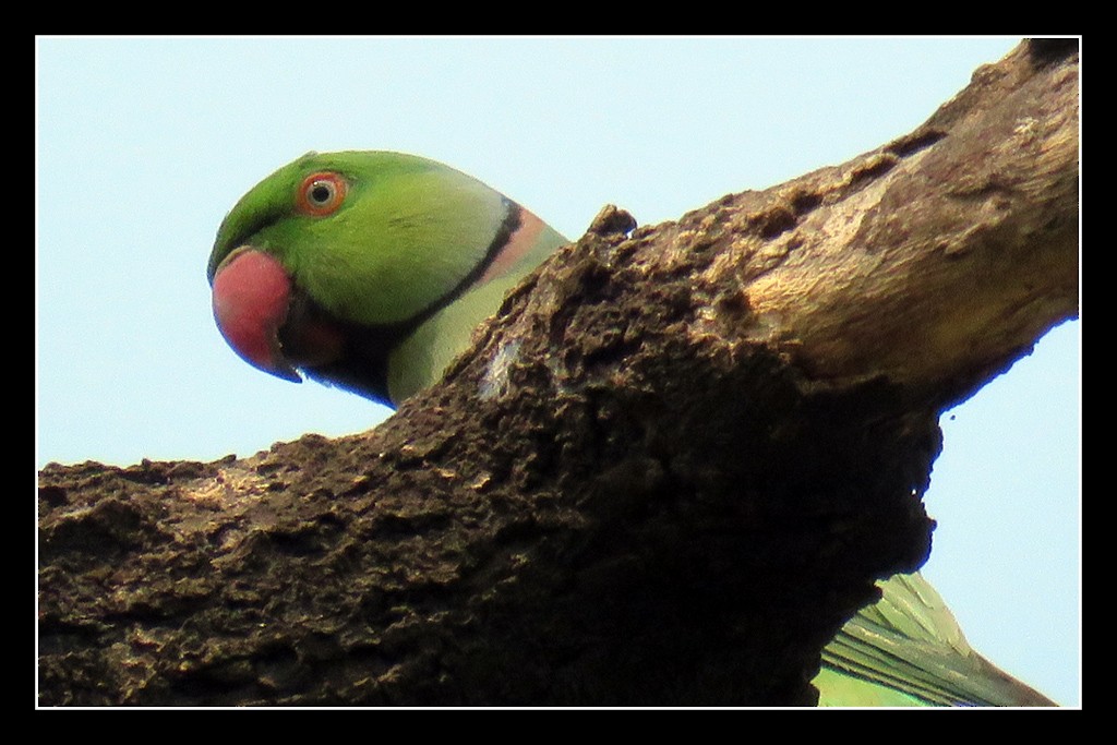 Rose-ringed Parakeet - NIKHIL ADHIKARY