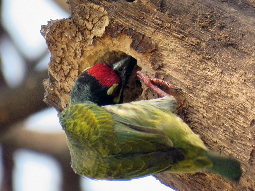 Coppersmith Barbet - NIKHIL ADHIKARY