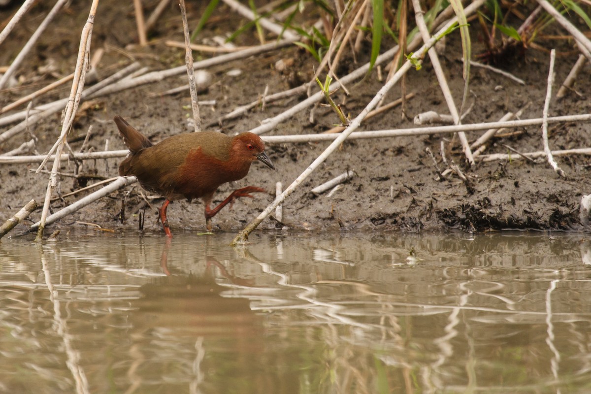 Ruddy-breasted Crake - ML205696871