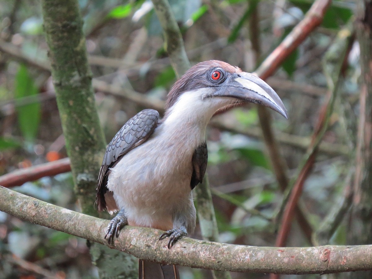 Sri Lanka Gray Hornbill - ML205697051