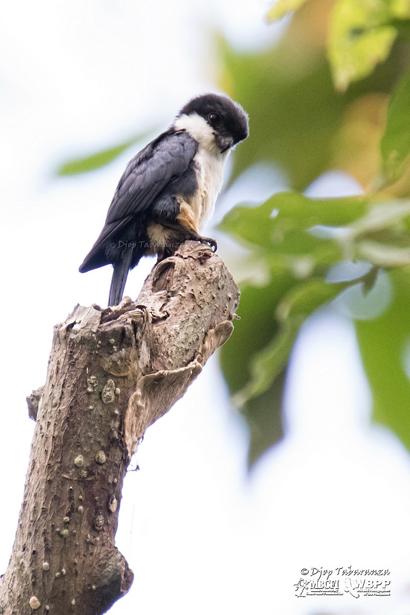 Philippine Falconet - Djop Tabaranza