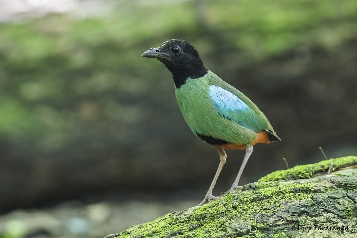 綠胸八色鳥(sordida/palawanensis) - ML205697111