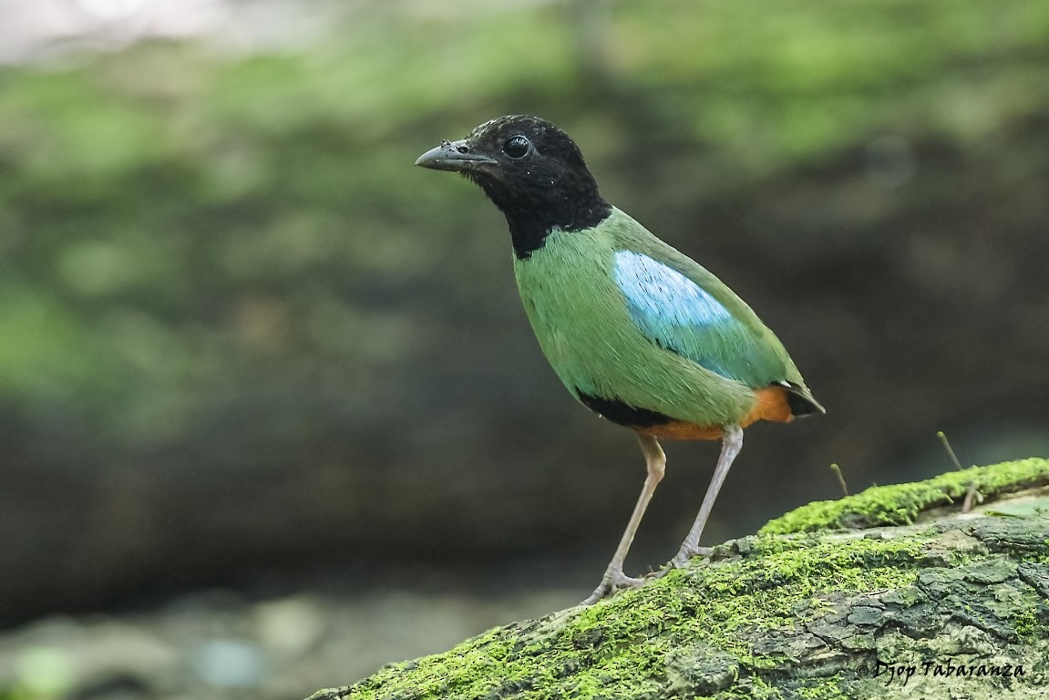 綠胸八色鳥(sordida/palawanensis) - eBird
