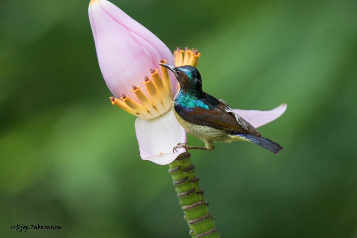 Gray-throated Sunbird - ML205697161