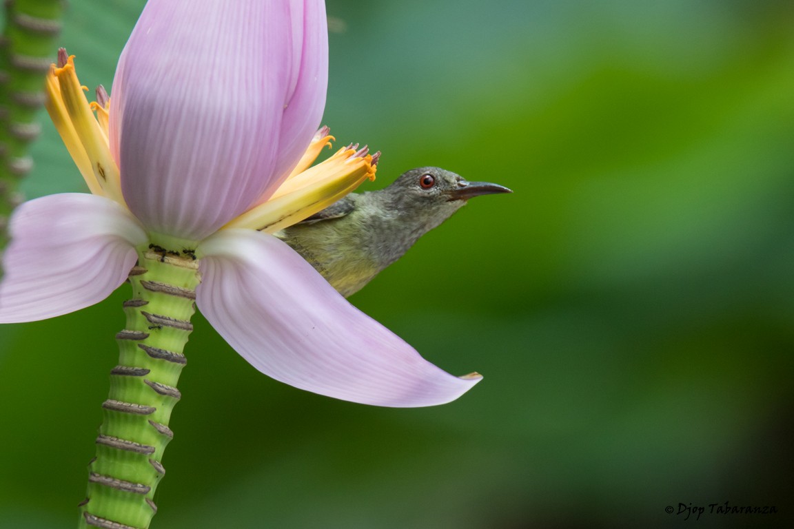 Gray-throated Sunbird - ML205697171