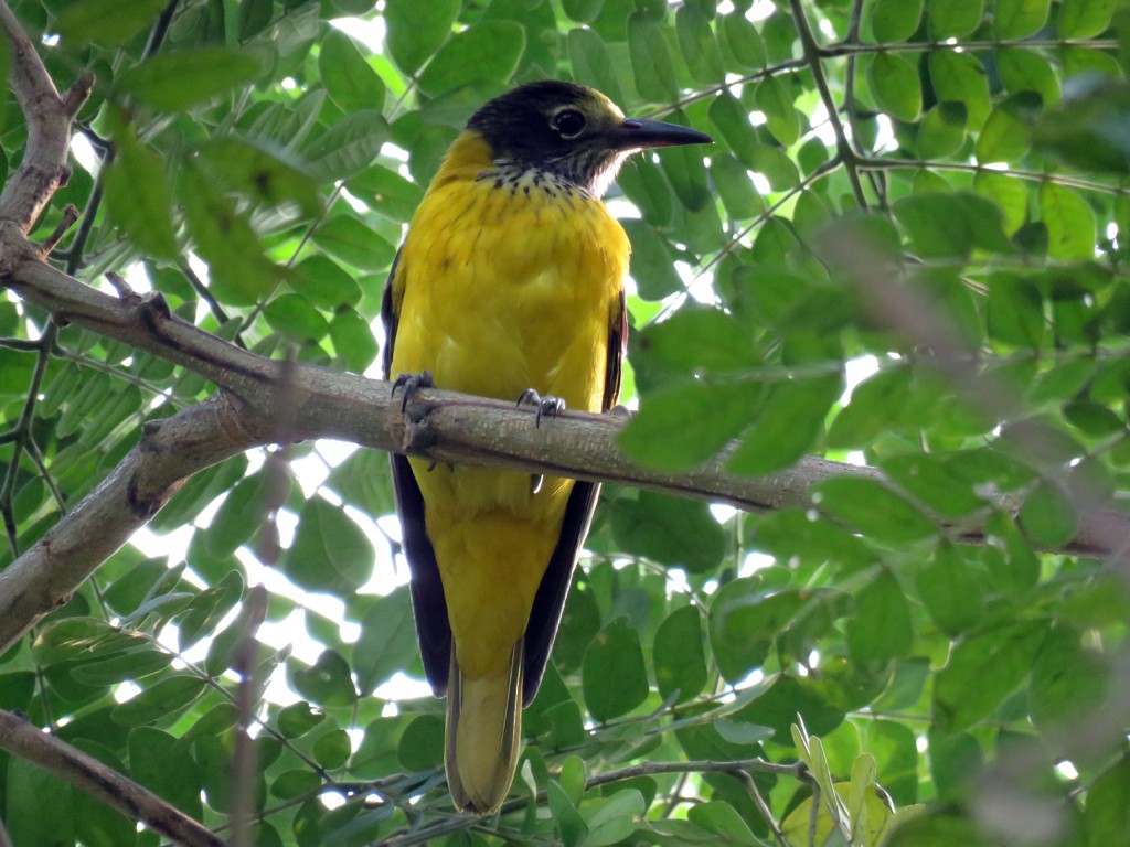 Black-hooded Oriole - NIKHIL ADHIKARY