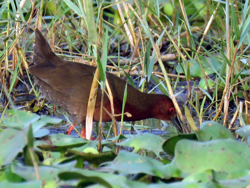 Ruddy-breasted Crake - ML205697601