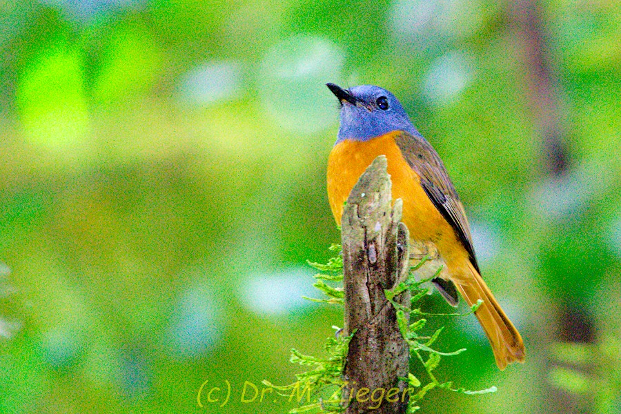 Amber Mountain Rock-Thrush - ML205697911