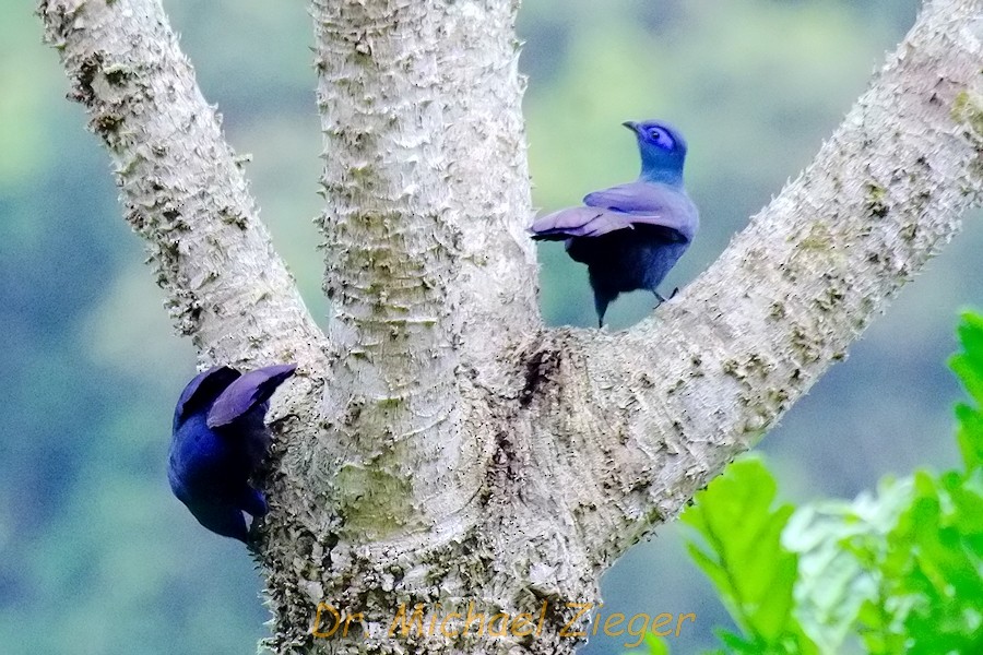 Blue Coua - Michael Zieger