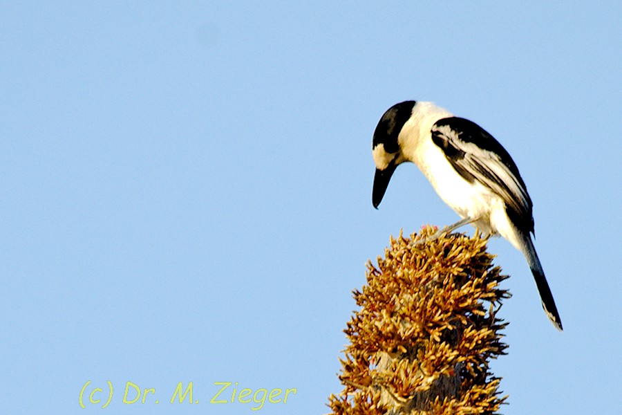 Hook-billed Vanga (Black-crowned) - ML205698091