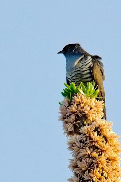 Madagascar Cuckoo - ML205698221