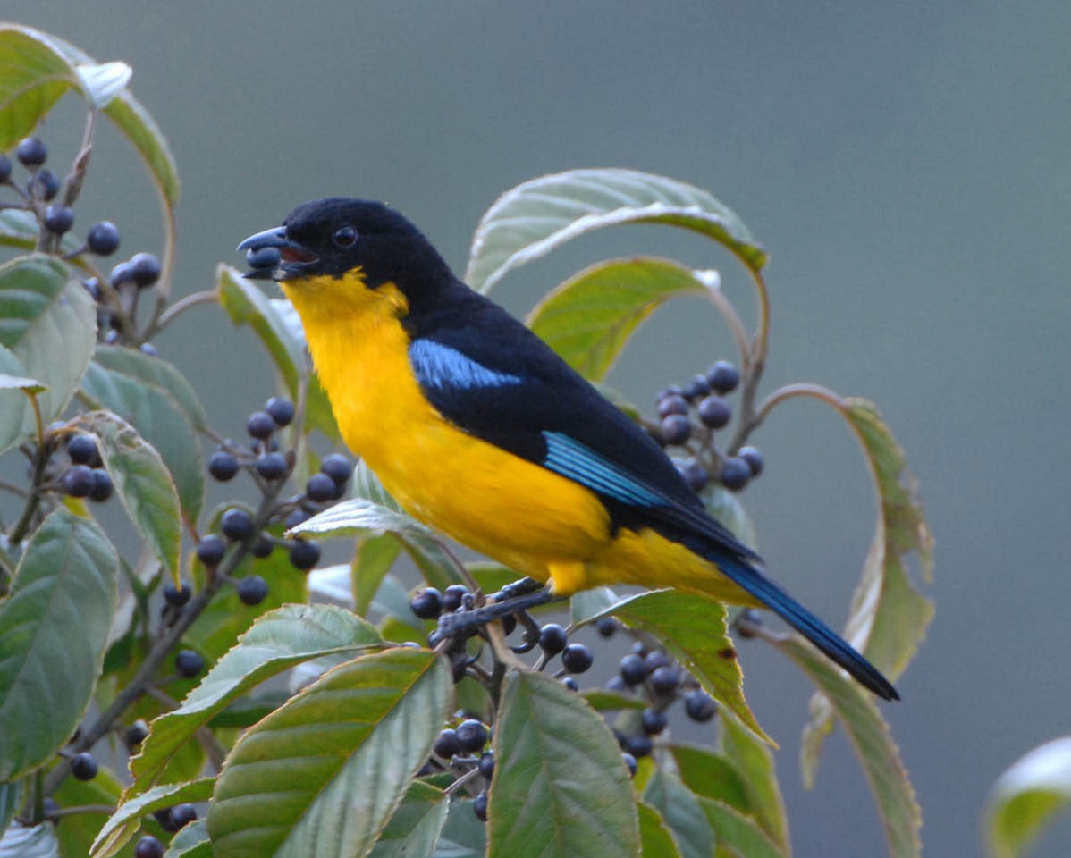 Blue-winged Mountain Tanager (Bolivian) - ML205698311