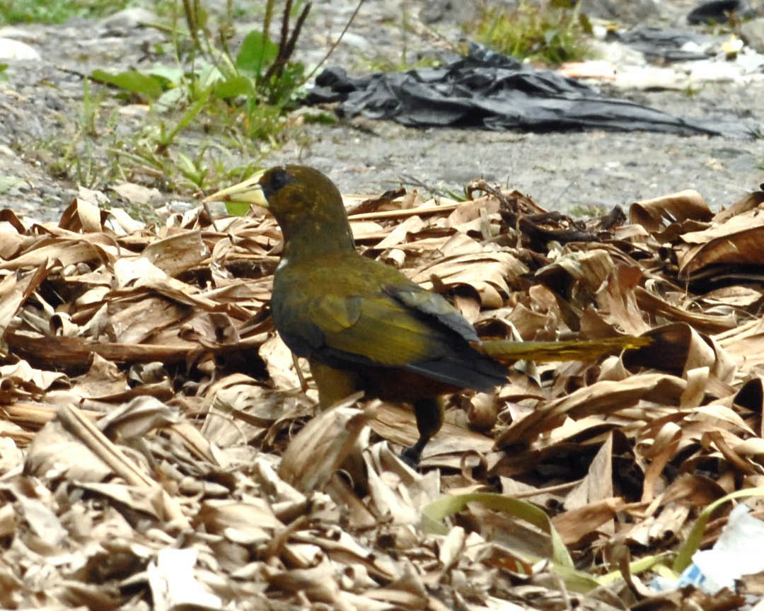 Dusky-green Oropendola - ML205698331