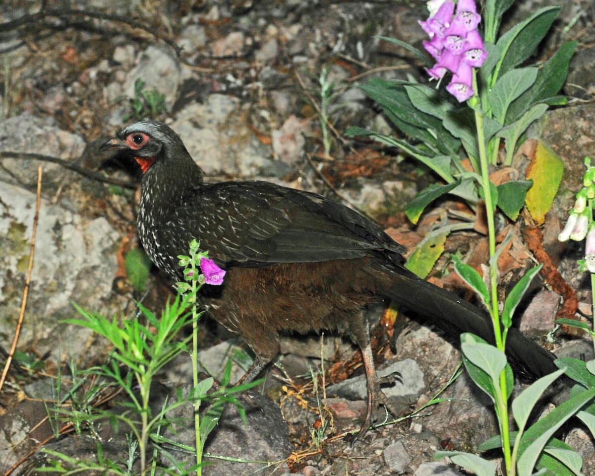 Red-faced Guan - ML205698481