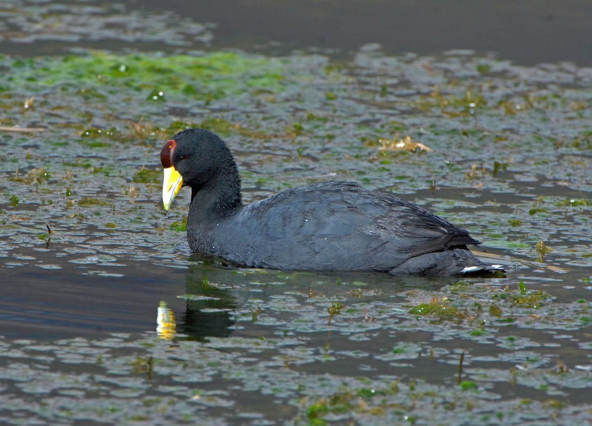 Slate-colored Coot - Tini & Jacob Wijpkema