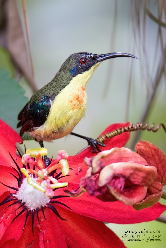 Metallic-winged Sunbird (Luzon) - Djop Tabaranza