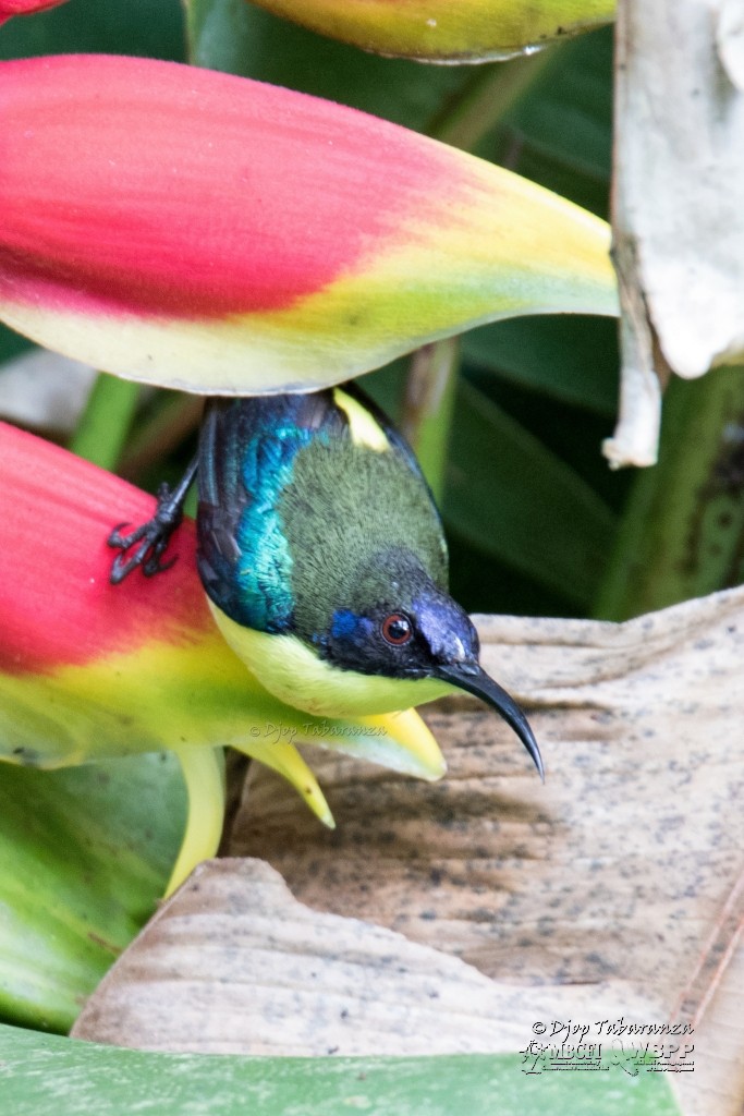 Metallic-winged Sunbird (Luzon) - Djop Tabaranza