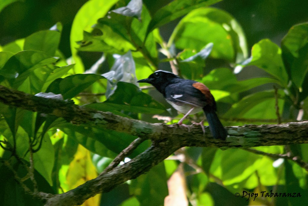 White-browed Shama - Djop Tabaranza