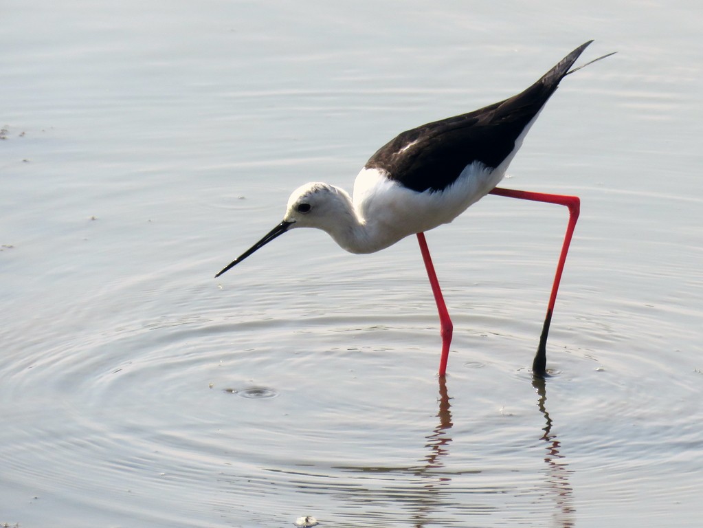 Black-winged Stilt - NIKHIL ADHIKARY