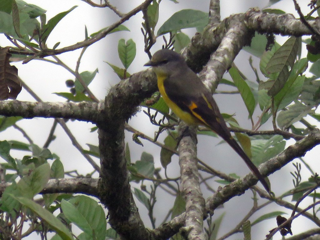 Long-tailed Minivet - NIKHIL ADHIKARY