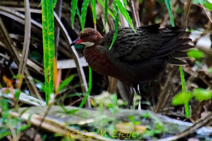 White-throated Rail - ML205700341