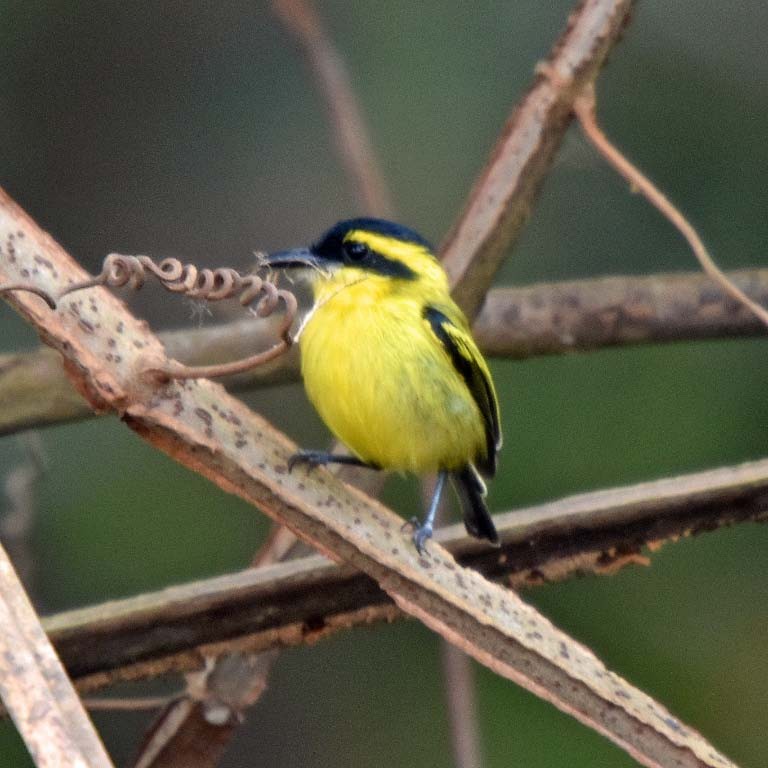 Yellow-browed Tody-Flycatcher - ML205700481