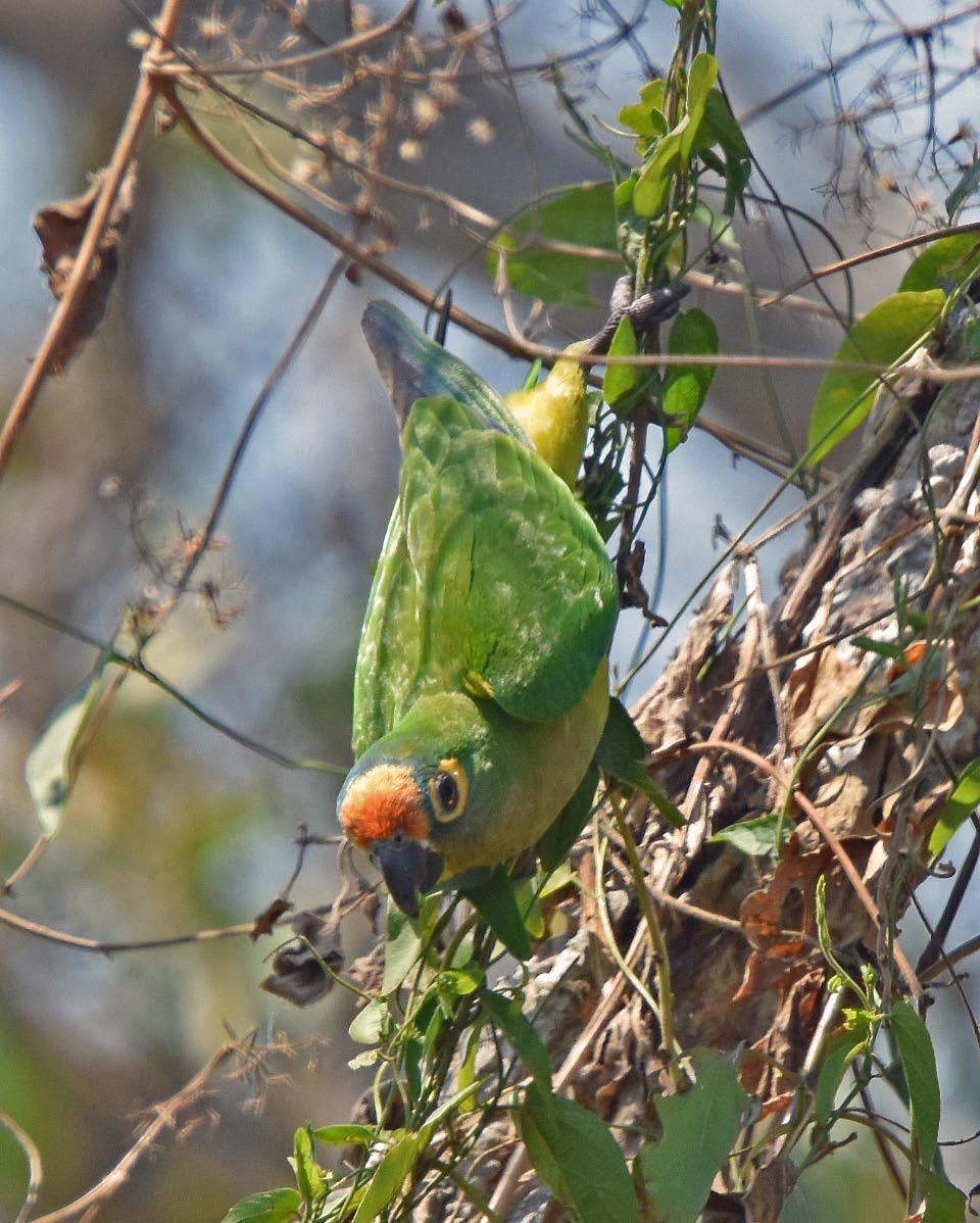 Peach-fronted Parakeet - ML205700771