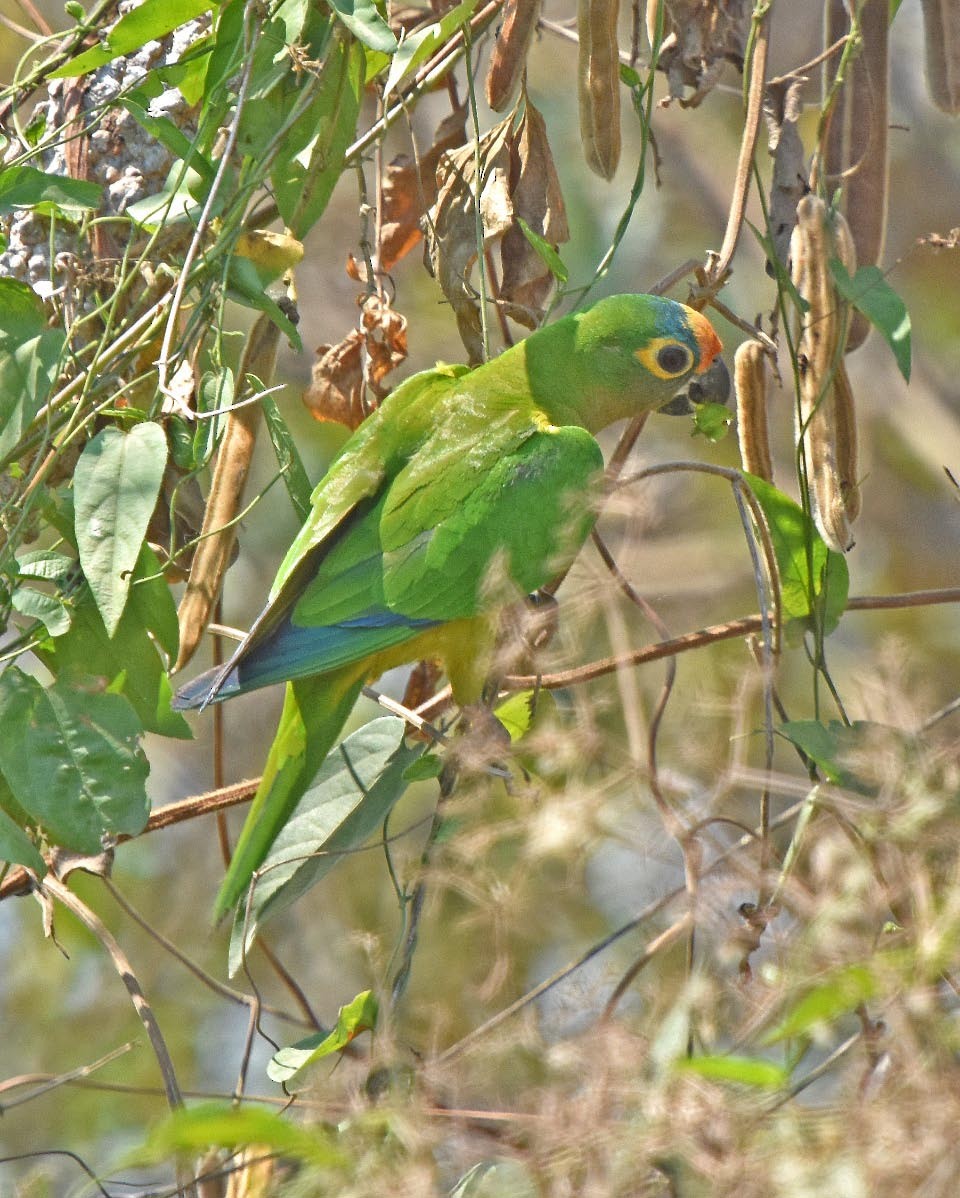 Peach-fronted Parakeet - ML205700781