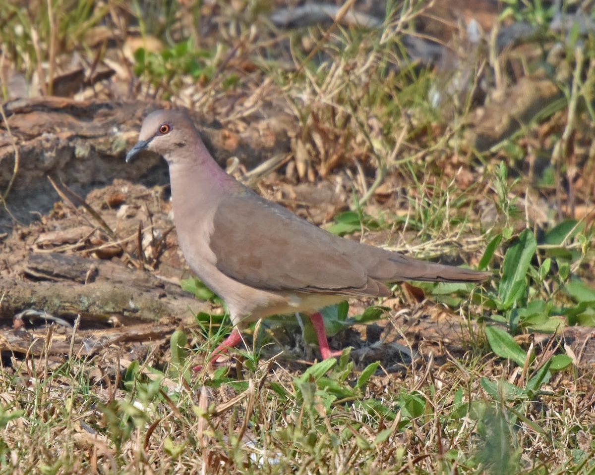 シロビタイシャコバト（brasiliensis グループ） - ML205700851