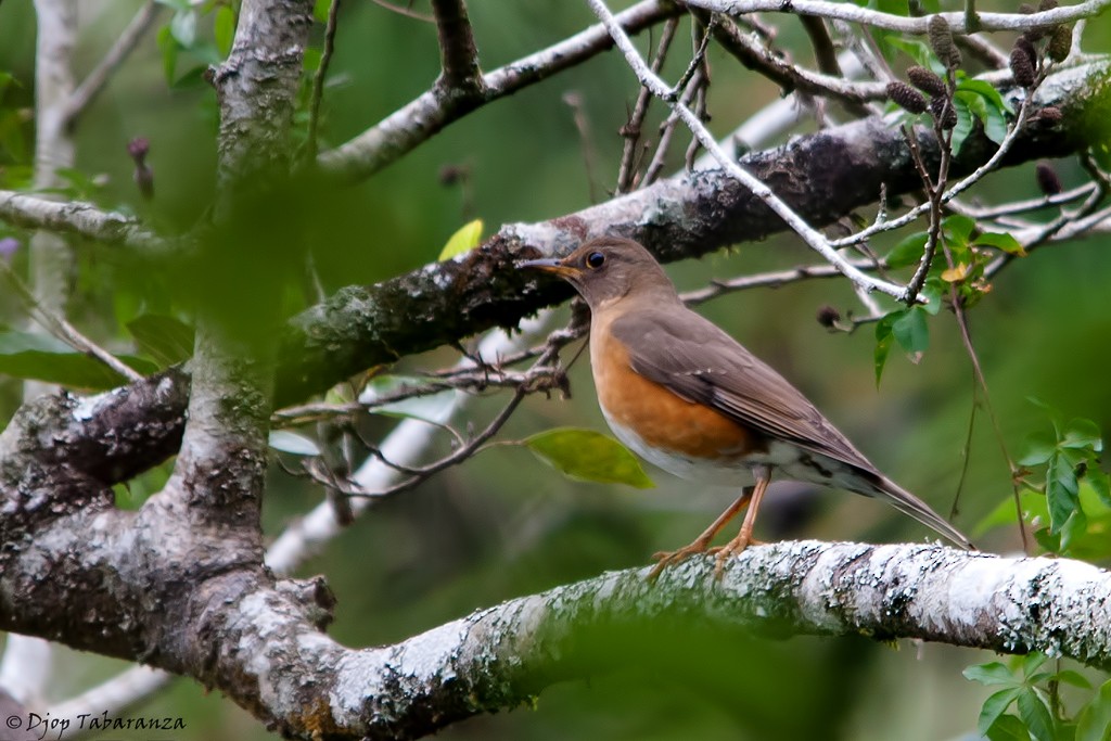 Brown-headed Thrush - Djop Tabaranza