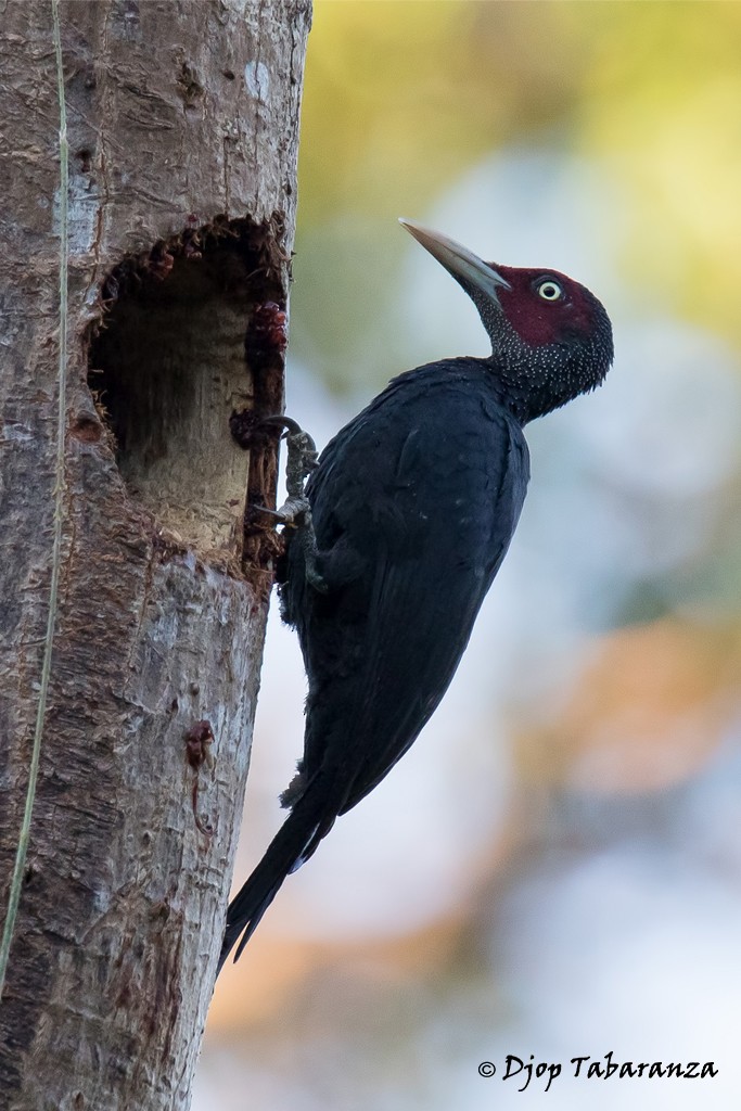 Northern Sooty-Woodpecker - Djop Tabaranza
