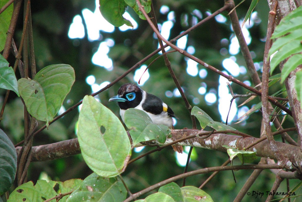 Wattled Broadbill - ML205701411