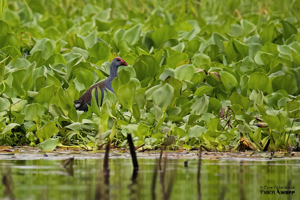 Philippine Swamphen - ML205701501