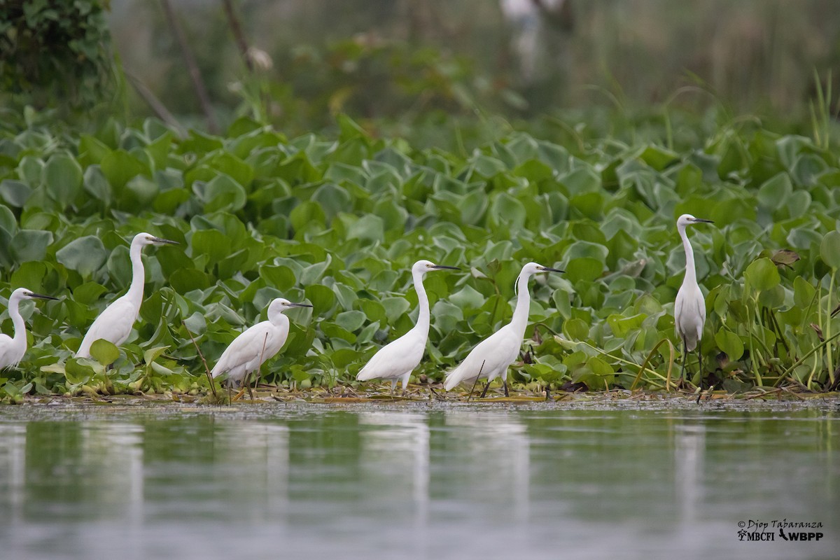 Little Egret (Western) - Djop Tabaranza