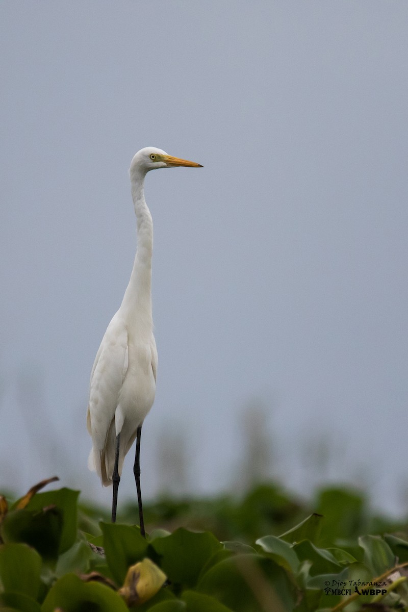 Great Egret (modesta) - ML205701541