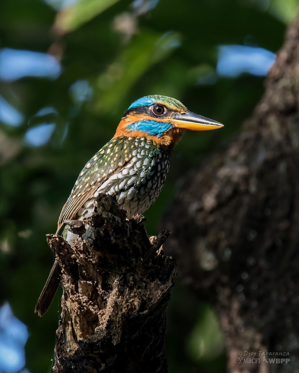 Spotted Kingfisher - ML205701551